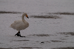 David Plant Photography - Wildlife Photographer - Whooper swan on snow - AS